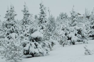 Christmas trees in the snow